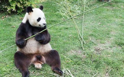 Panda : Un filtre de Google qui pénalise le mauvais contenu